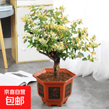 金银花树苗庭院阳台盆栽地栽可食用金银花老桩爬藤绿植物花卉 金银花6年苗