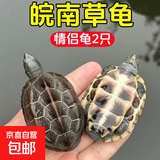 京喜自营-专用品牌安徽中华草龟外塘纯种金线观赏水龟情侣招财墨龟宠物小龟活物 2只情侣 8-10厘米
