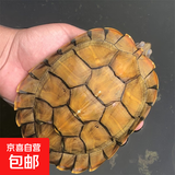宠物乌龟活物 宠物活体乌龟 半水龟小乌龟苗 观赏龟活体 15-17厘米下蛋宠物龟 1只单身龟