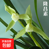 当年开花兰花苗春剑都江红素阳台花卉兰花绿植盆栽自然种植 春剑隆昌素5苗壮苗裸根 送开花肥