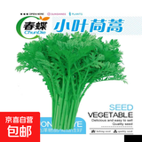 春蝶蔬菜种子四季播盆栽阳台庭院黄瓜豆角番茄甜瓜易种籽孑大全 小叶茼蒿【原装1包 约800粒】 一包(试种贵在快递费)