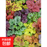 矾根花苗室外植物盆栽大苗耐寒庭院观叶组合草花小苗地栽绿植花卉 6色套餐 不含盆