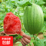 小糖丸2k西瓜薄皮小糖丸西瓜新鲜水果 3-4斤（发1-2个瓜）