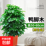 鸭脚木盆栽七叶莲八方来财室内客厅吸甲醛净化空气大型绿植招财树 50-60厘米【原生盆】
