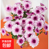 【七彩小雏菊】鲜切花混搭混色多头鲜花插瓶水养花期长七夕礼物 粉紫色小雏菊50CM5枝