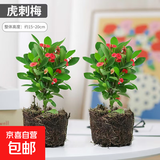 【带盆种植好】虎刺梅盆栽花卉海棠花铁海棠四季开花植物室内外种 虎刺梅2盆+原土发货