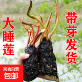 睡莲种苗荷花盆栽中大型碗莲莲花种藕水培水养水生池塘盆缸荷叶种 大睡莲根块 5个-混色