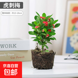 【带盆种植好】虎刺梅盆栽花卉海棠花铁海棠四季开花植物室内外种 虎刺梅1盆+原土发货
