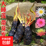 带芽大睡莲根块根茎碗莲荷花种子盆栽水培植物庭院池塘水养花卉 特惠5颗装品种备注