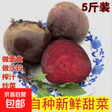 甜菜根新鲜现挖5斤甜菜头紫菜头红甜菜可榨汁农产品红菜头萝卜头 甜菜根5斤大果3-6个