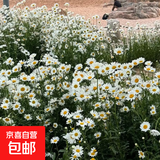 重瓣太阳花花种子花籽四季开花室内花卉易活室外种孑花种籽子包邮 雏菊约100粒