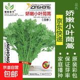 蔬菜种子四季播盆栽阳台庭院香菜生菜菠菜萝卜葱简单易种籽孑大全 娇嫩小叶茼蒿约600粒
