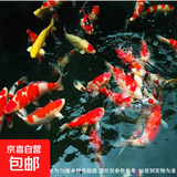 大型纯种锦鲤观赏鱼冷水鱼淡水鱼活鱼招财鱼好养耐活养不死风水鱼 六六大顺（随机颜色6条） 8-10厘米