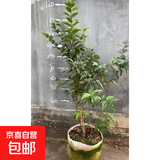 树葡萄苗果树嘉宝果苗正宗沙巴加宝果南北方四季庭院名贵种植盆栽 沙巴1.2-1.3米高/包结果结果多 111cm(含)-140cm(含)