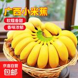 广西网红小米蕉青香蕉发货密封放熟吃新鲜水果皮薄肉厚 净重3斤青蕉发货