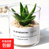 多肉植物仙人掌盆栽室内肉肉仙人球小盆栽开花可爱桌面绿植 小芦荟+玻璃盆+黄金砂+营养土 含盆
