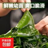 大连盐渍裙带菜 鲜海带非干货海带嫩苗儿童海菜海白菜海藻菜凉拌 裙带菜嫩叶250g