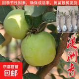 苹果树苗嫁接果树苗木红富士冰糖心庭院阳台盆地栽南北方果树苗 澳洲青苹果5年苗【当年结果】