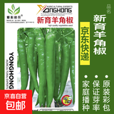 蔬菜种子四季播盆栽阳台庭院香菜生菜菠菜萝卜葱简单易种籽孑大全 新育羊角椒约200粒