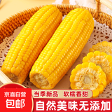 东北黄糯玉米真空包装速食玉米软糯香甜代餐小棒140g-180g 5根装
