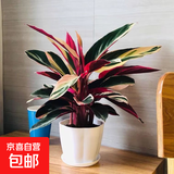 七彩竹芋观叶花卉植物室内花盆栽北欧风网红好养水培植物油画竹芋 七彩竹芋【20-30cm】1盆+螺纹盆+肥料