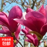 四季庭院玉兰树苗庭院树木红白黄紫二乔盆栽耐冻绿化风景树 红玉兰 2cm粗（1.2-1.3米高）