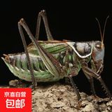 蝈蝈活新脱鸣虫夏蝈蝈大活体大肚子野生叫蝈蝈铁蝈蝈绿蝈蝈 大号绿蝈蝈 拍两个给罐