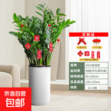 【金钱树】盆栽客厅室内植物钱串子大型发财绿植乔迁开业送盆花卉 20-25株金钱树0.9-1.1米罗马柱盆 送肥料