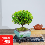 小叶赤楠老桩苗紫檀微景观水培办公室四季好养金丝楠木绿植 小叶赤楠+山水陶瓷盆+苔藓+复古底座