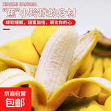 鲜摘小米蕉香蕉新鲜水果多喜啦水果迷你香蕉青皮米蕉粉蕉孕妇水果 净重3斤