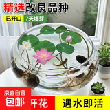 水培荷花莲子碗养花卉室内好养四季开花种子籽水养盆栽客厅睡莲 混色莲子30粒+简约玻璃盆+营养液【满盆爆花】