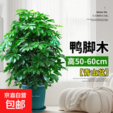 鸭脚木盆栽七叶莲八方来财室内客厅吸甲醛净化空气大型绿植招财树 50-60厘米【青山盆】