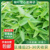 蔬菜种子大全黄瓜菠菜小白菜花卉四季蔬菜简单种植菜园阳台种植 柳叶空心菜种子10克