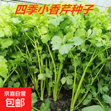四季蔬菜种子大全菠菜香菜生菜油麦菜苋菜鸡毛菜芹菜矮脚黄蔬菜籽 四季小香芹种子1包约10000粒