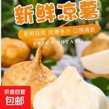 水果凉薯沙地凉薯白地瓜地萝卜皮薄肉多现摘现挖脆甜多汁 水果凉薯3斤±0.3斤