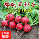 【四季爆款】萝卜种子种籽萝卜大全阳台四季盆栽蔬菜种子 红樱桃萝卜种子1包约300粒