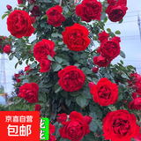 四季开花蔷薇花苗多花月季花苗特大花大苗浓香型爬藤攀援植物欧月 蒂娜1-1.3米左右【精选大苗】
