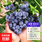 蓝莓树果苗蓝莓苗盆栽地栽果苗带大果南北方种植苗兔眼绿宝石果树 5年苗_奥尼尔/带叶带土发货