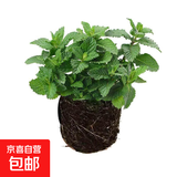 柠檬薄荷盆栽新鲜可食用薄荷叶苗驱蚊草水培好养花卉室内绿植物 原土薄荷一盆 不含盆