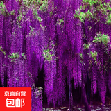紫藤树苗爬藤植物攀援花卉紫藤花苗庭院阳台盆栽地栽绿植物苗木 紫萝藤2cm粗【当年开花】