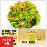捕蝇草盆栽夏季水培驱蚊草食虫草猪笼草食人花室内好养花卉绿植物 大嘴1盆+自动吸水盆+种植好发货