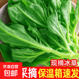 【送沙拉酱】新鲜冰草冰菜沙拉菜火锅即食生吃生菜送沙拉酱西餐厅 新鲜冰草1斤