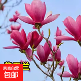 四季庭院玉兰树苗庭院树木红白黄紫二乔盆栽耐冻绿化风景树 紫玉兰 3cm粗（1.3-1.5米高）