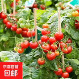 【京东物流】番茄种子盆栽番茄阳台盆栽农家田园大全各种各样 盆栽红番茄种子2包约400粒