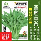 蔬菜种子四季播盆栽阳台庭院香菜生菜菠菜萝卜葱简单易种籽孑大全 四季柳叶空心菜约50粒