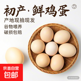京喜加新鲜鸡蛋土鸡蛋山林自养鸡蛋40g正负5g早餐买菜溏心蛋京东包邮 【我是大码蛋50g】10枚