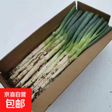 正宗山东铁杆大葱 新鲜甜葱特级 新鲜蔬菜葱蘸酱 带皮精选大葱 山东铁杆大葱 5斤 【带皮去半叶】