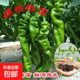 辣椒种苗朝天椒小米椒薄皮椒长线椒灯笼椒甜椒五彩椒螺丝椒蔬菜秧 螺丝椒苗 10棵