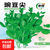 春蝶蔬菜种子四季播盆栽阳台庭院黄瓜豆角番茄甜瓜易种籽孑大全 豌豆尖【原装1包 约50粒】 一包(试种贵在快递费)