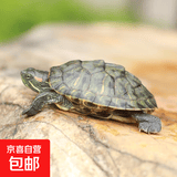 宠物乌龟活物 宠物活体乌龟 半水龟小乌龟苗 观赏龟活体 4-5厘米宠物龟 1只单身龟